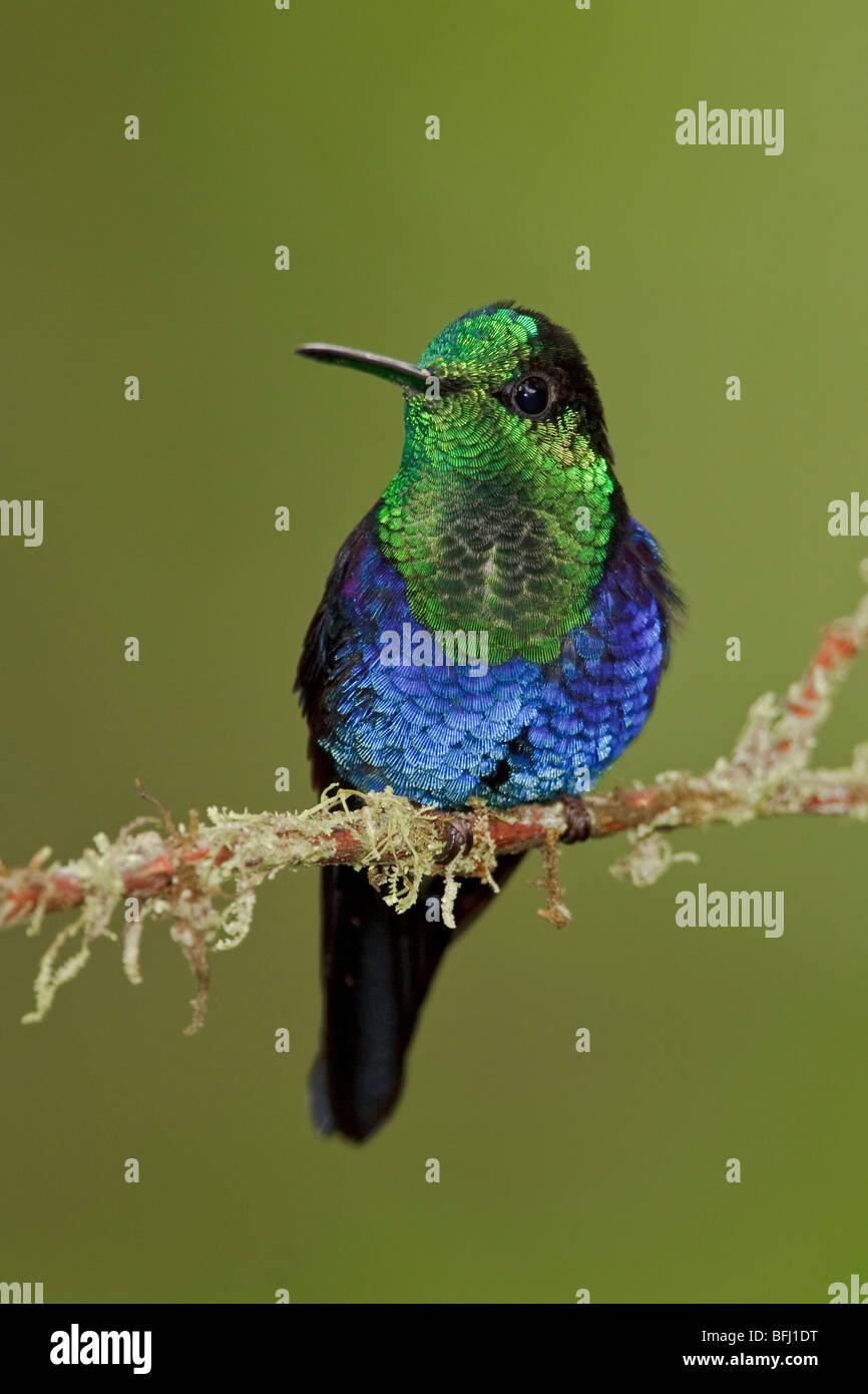 Verde-incoronato Woodnymph (Thalurania fannyi) appollaiato su un ramo in Milpe riserva nel nord-ovest in Ecuador. Foto Stock