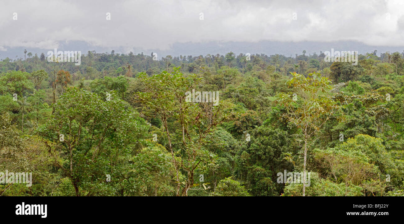 La foresta pluviale amazzonica Foto Stock