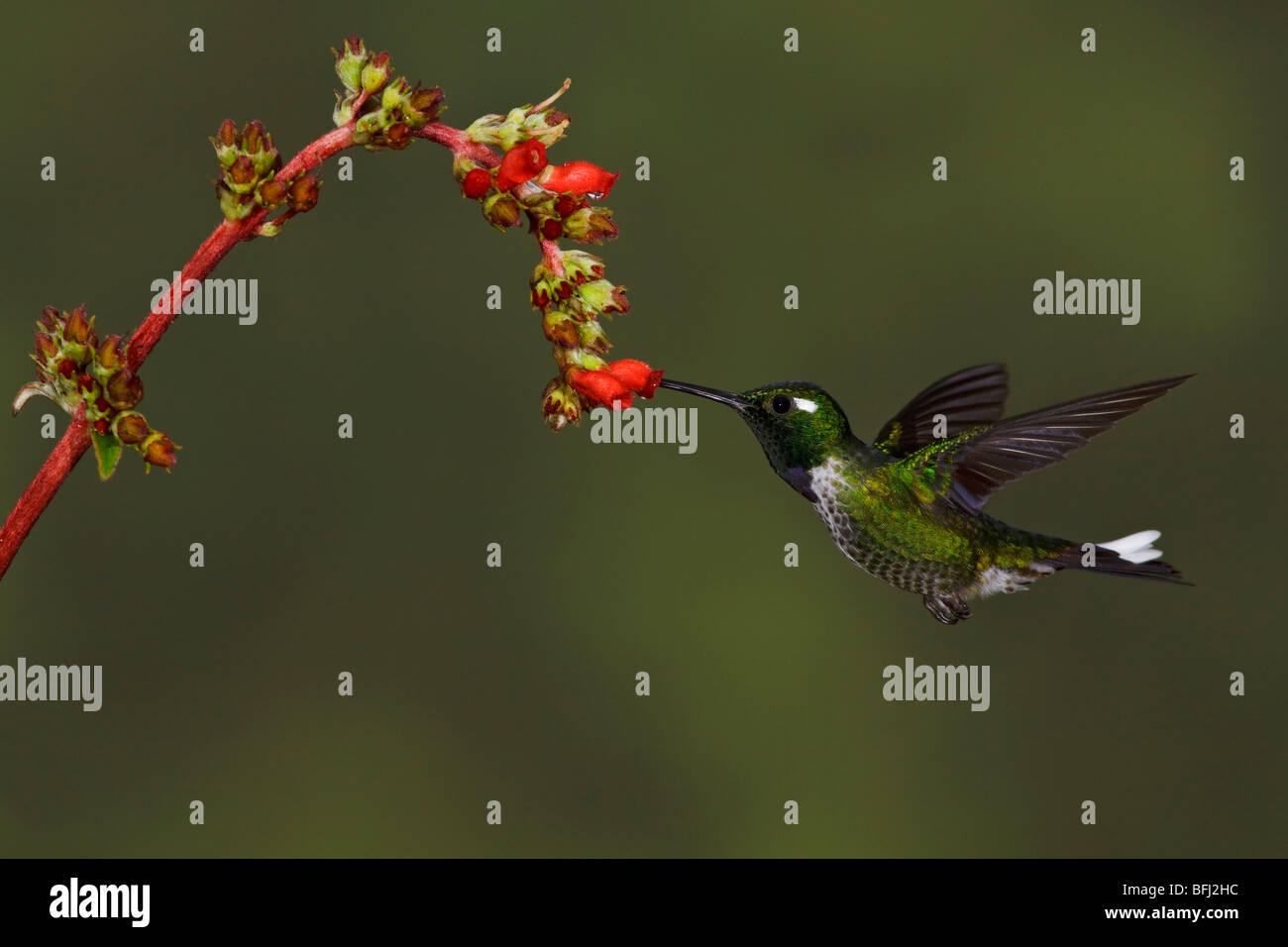 Un viola-bibbed Whitetip (Urosticte benjamini) alimentando ad un fiore mentre volare nella valle Tandayapa dell Ecuador. Foto Stock