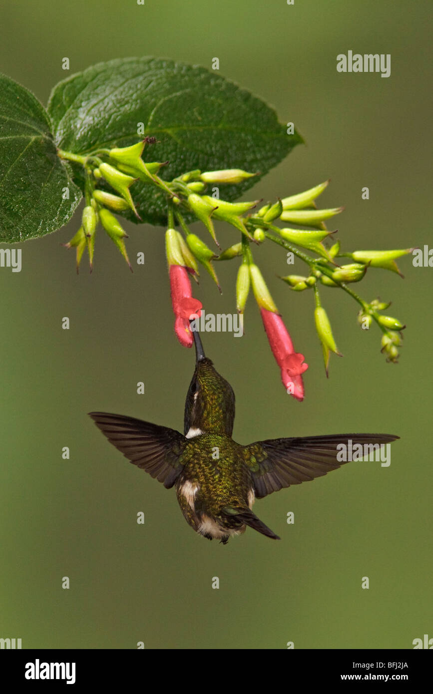 Un viola-throated hummingbird Woodstar (Calliphlox mitchellii) battenti e alimentando ad un fiore nella valle Tandayapa in Ecuador Foto Stock