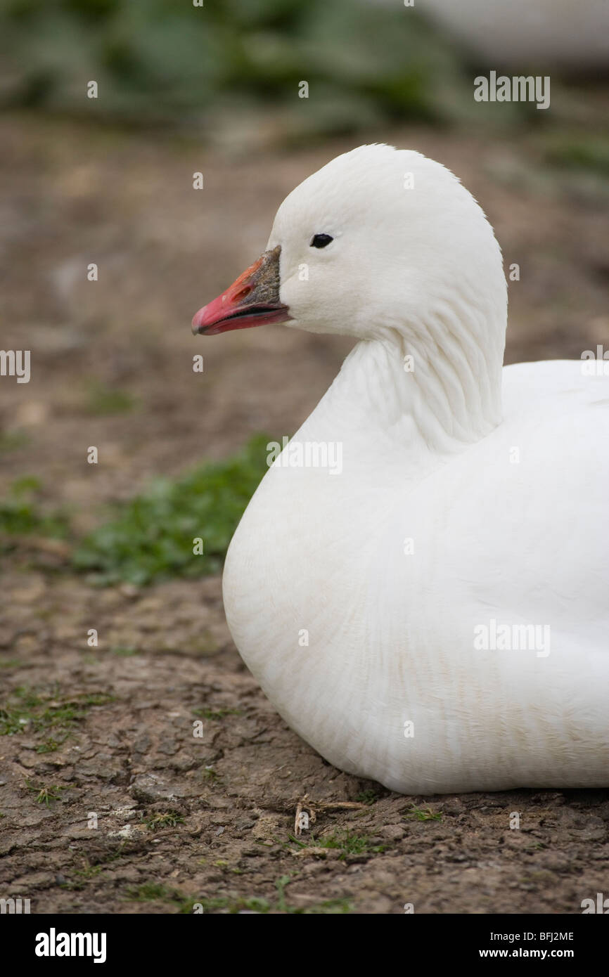 Ross di oca (Anser rossii). Foto Stock