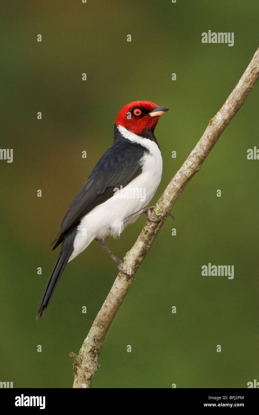 Red-capped cardinale (Paroaria gularis) appollaiato su un ramo vicino al fiume Napo in Ecuador amazzonico. Foto Stock