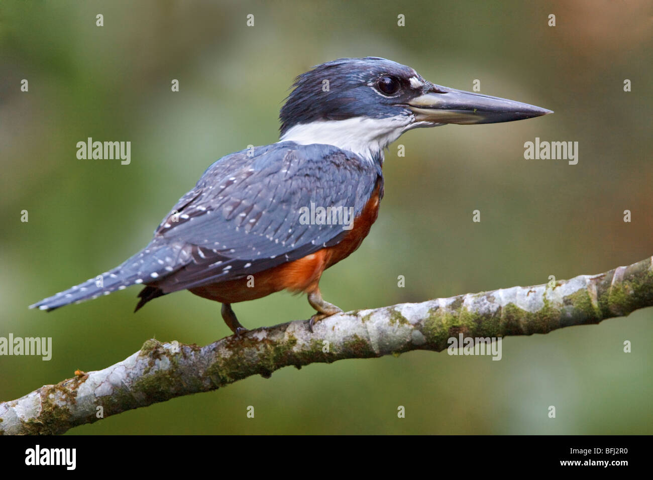 Di inanellare Kingfisher (Megaceryle torquata) appollaiato su un ramo vicino al fiume Napo in Ecuador amazzonico. Foto Stock