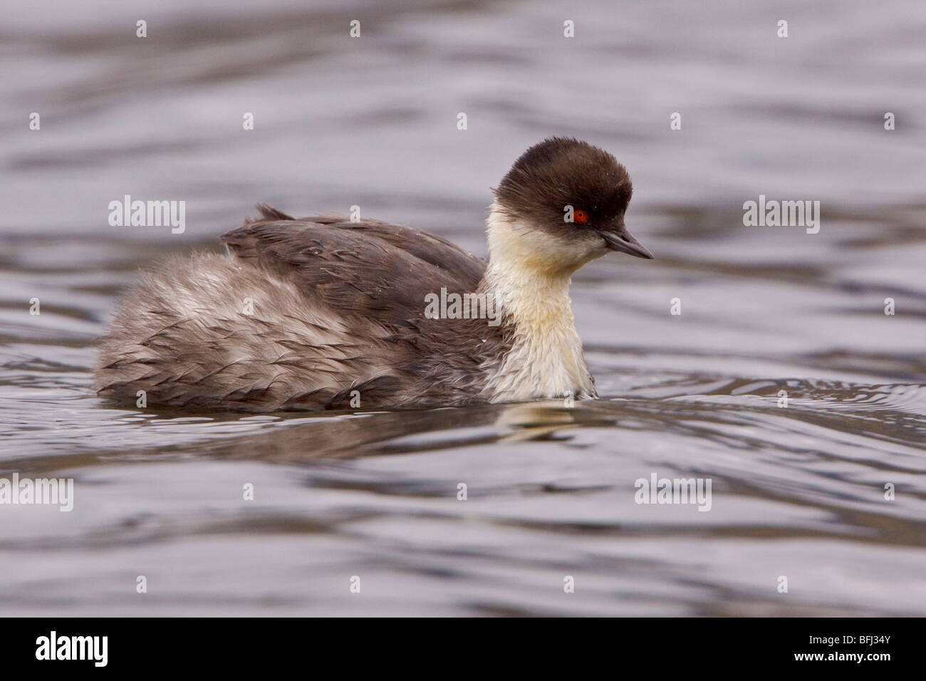 Svasso argenteo (Podiceps occipitalis) nuotare in un lago negli altopiani del Ecuador. Foto Stock