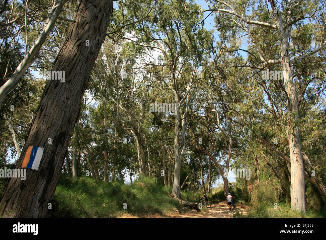 Israele, regione di Sharon, alberi di eucalipto da Hadera River Foto Stock