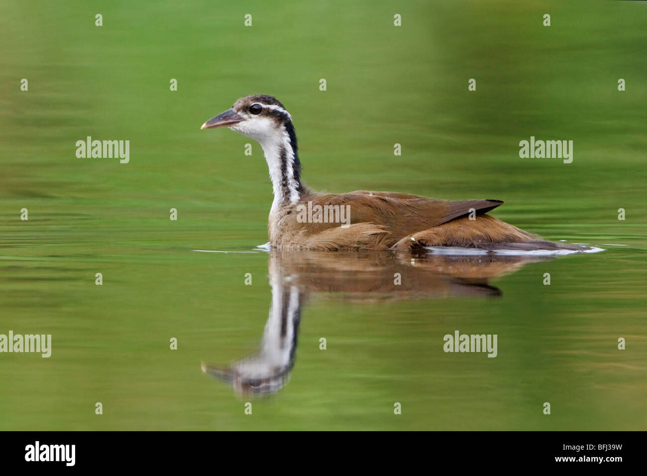 Sungrebe (Heliornis fulica) nuotare in un affluente del fiume Napo in Ecuador amazzonico. Foto Stock