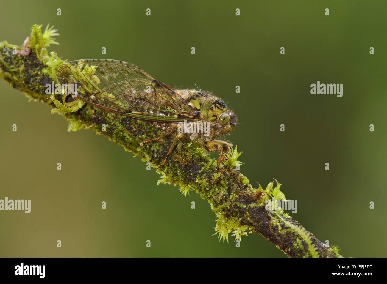 Un insetto nella valle Tandayapa dell Ecuador. Foto Stock
