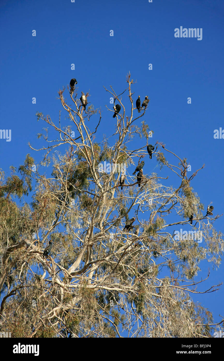 Israele, regione di Sharon, cormorani su alberi di eucalipto da Hadera River Foto Stock