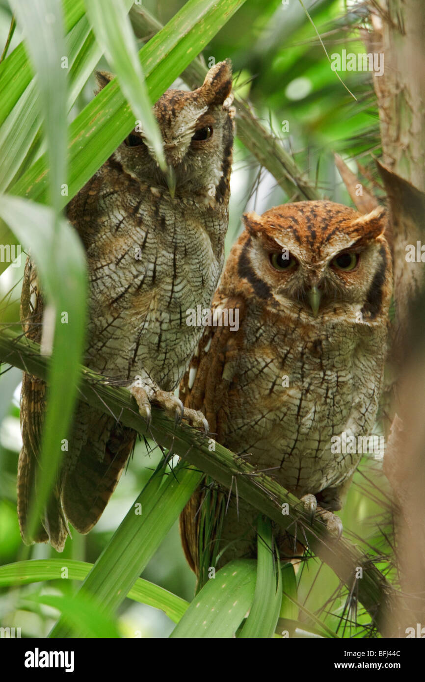 Tropical Screech-Owl (Otus choliba) appollaiato su un ramo vicino al fiume Napo in Ecuador amazzonico. Foto Stock
