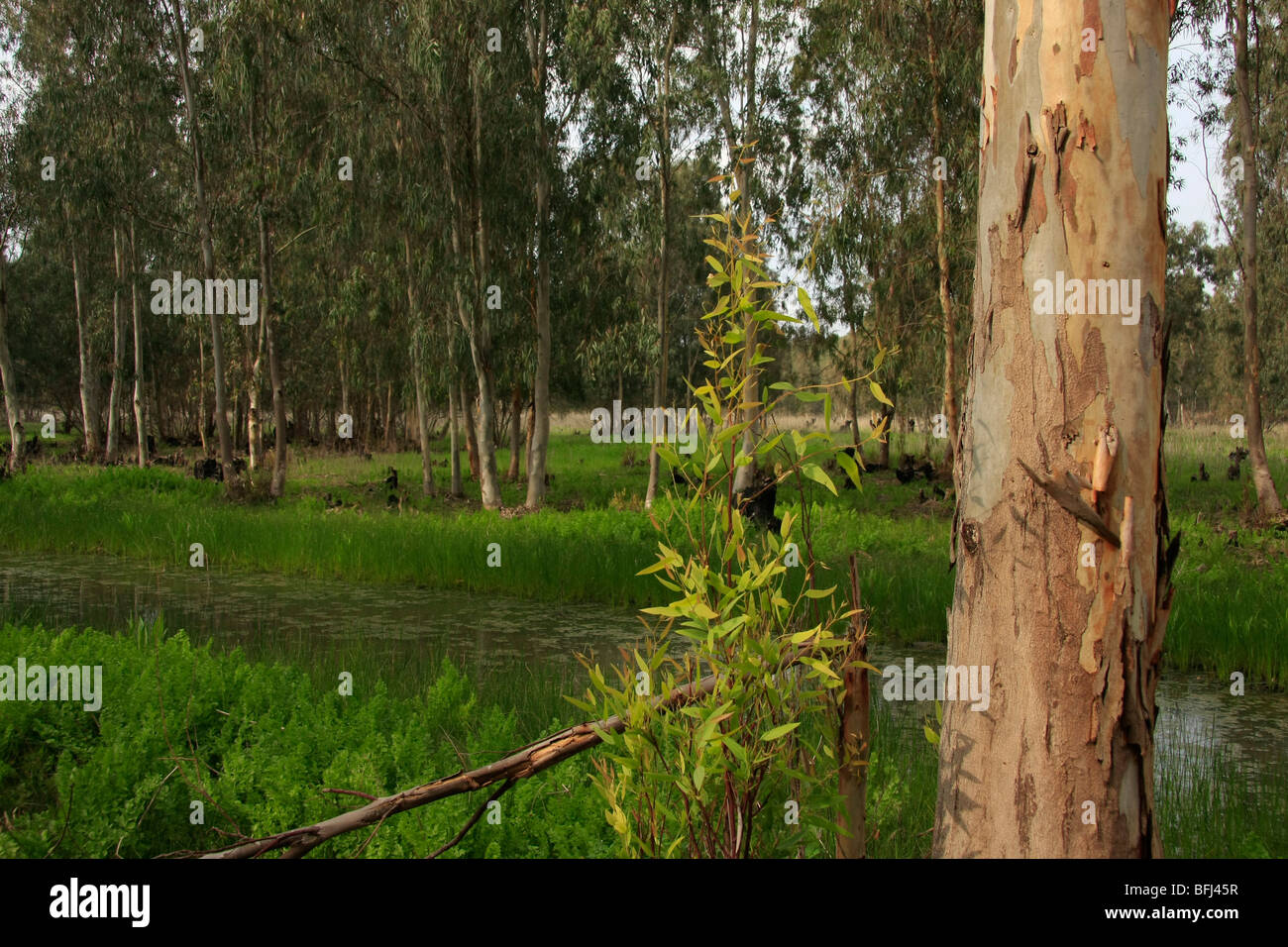 Israele, regione di Sharon, alberi di eucalipto in Park Hasharon Riserva Naturale Foto Stock