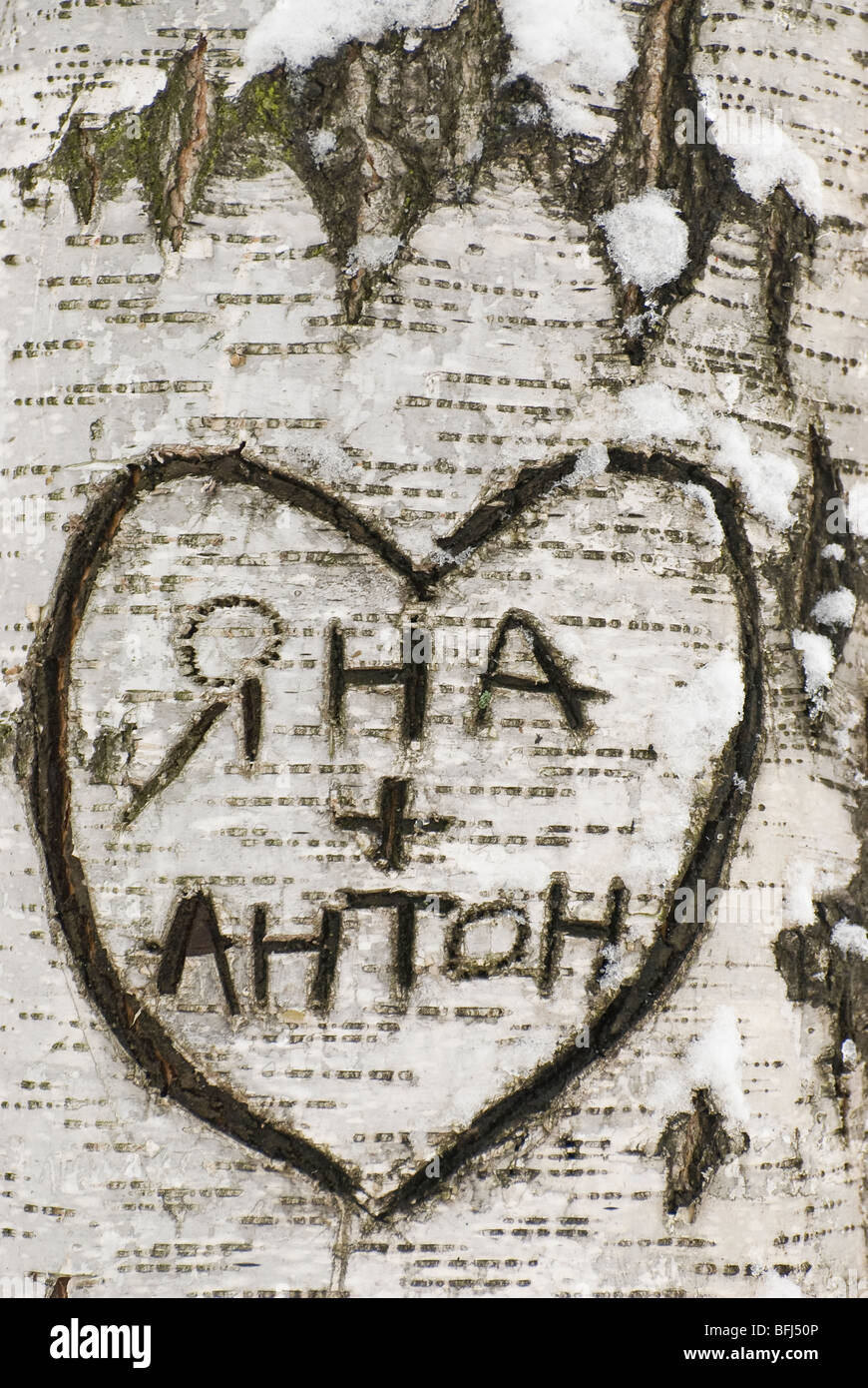 Amore russo firmare per la betulla corteccia di albero Foto Stock