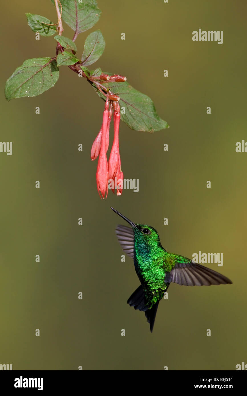 Un Western Emerald Hummingbird (melanorhyncus Chlorostilbon) alimentando ad un fiore mentre volare nella valle Tandayapa dell Ecuador. Foto Stock