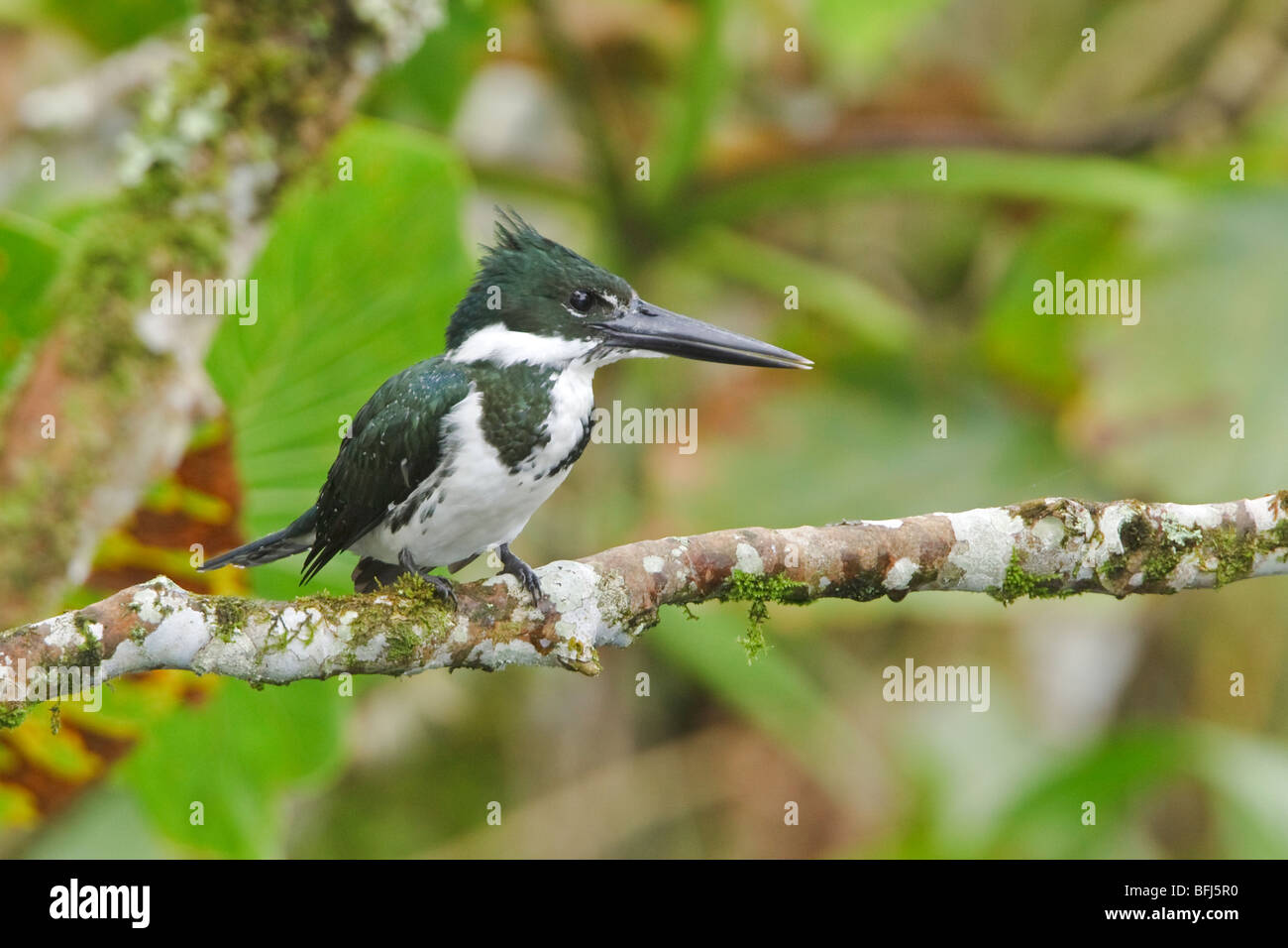 Amazon Kingfisher (Chloroceryle amazona) appollaiato su un ramo vicino al fiume Napo in Ecuador amazzonico. Foto Stock