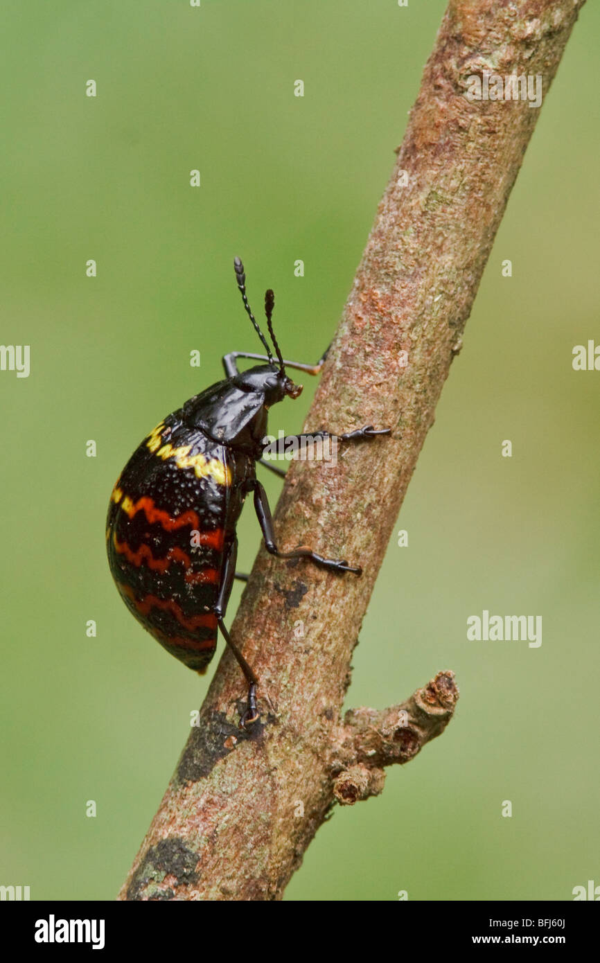 Un colorato beetle appollaiato su un ramo in Ecuador amazzonico. Foto Stock