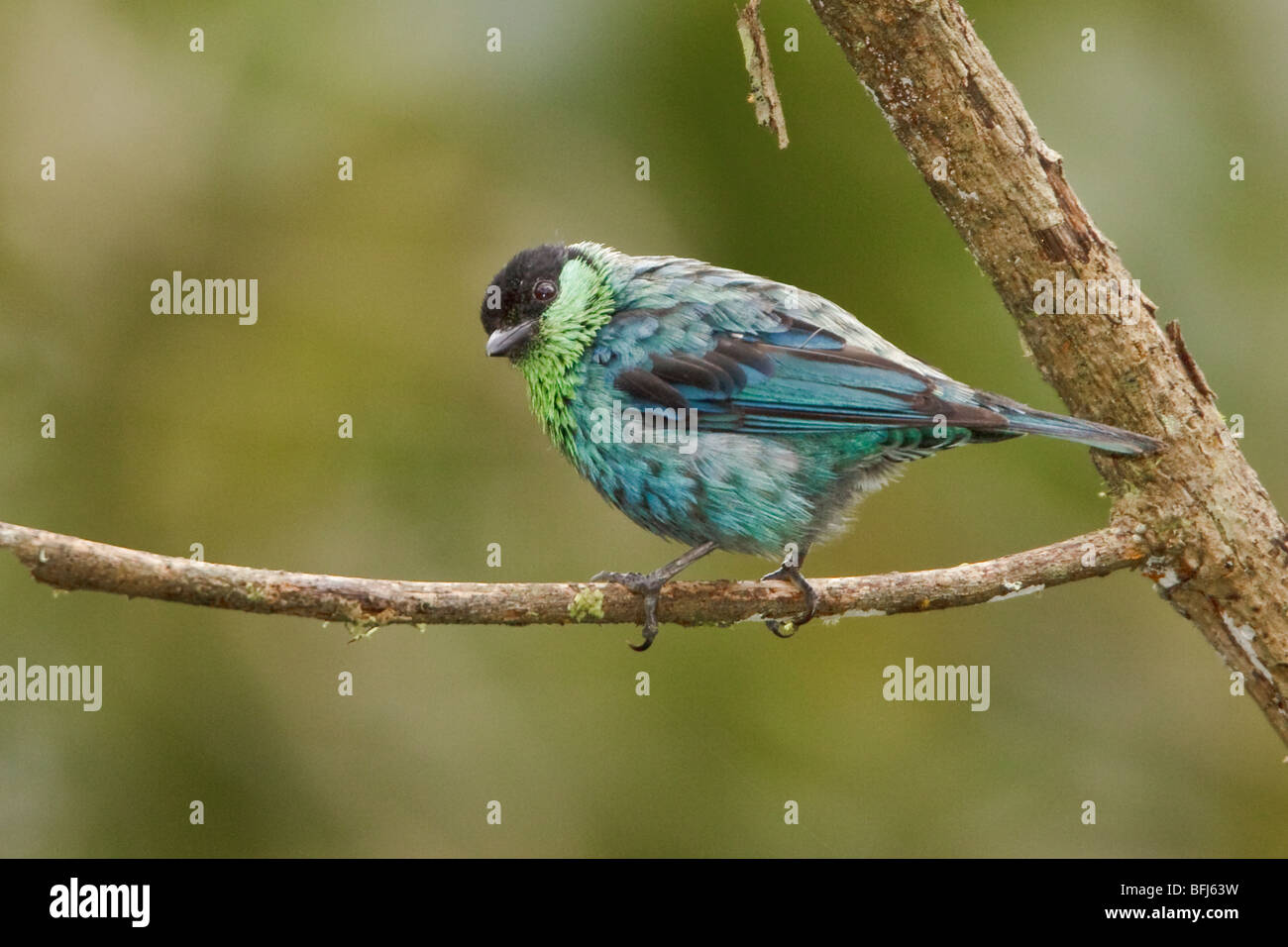 Nero-capped Tanager (Tangara heinei) appollaiato su un ramo in Tandayapa Valle dell Ecuador. Foto Stock