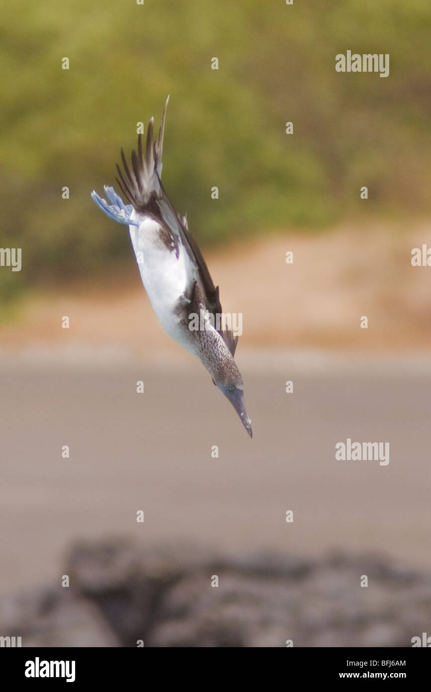 Blu-footed Booby (Sula nebouxii) alla ricerca di cibo mentre si è in volo lungo la costa del Ecuador. Foto Stock