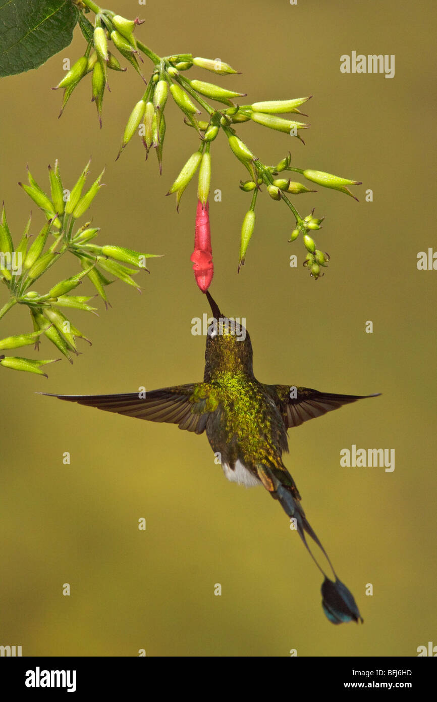Un maschio avviato Racket-coda (hummingbird Ocreatus underwoodii) battenti e alimentando ad un fiore nella valle Tandayapa in Ecuador. Foto Stock