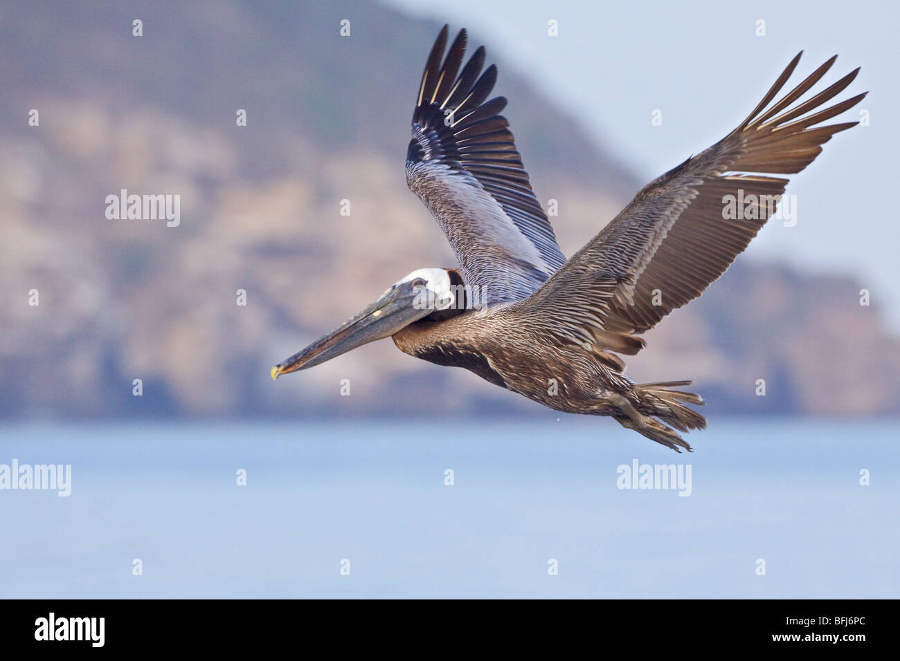 Pellicano marrone (Pelecanus occidentalis) alla ricerca di cibo durante il volo al largo delle coste del Ecuador. Foto Stock