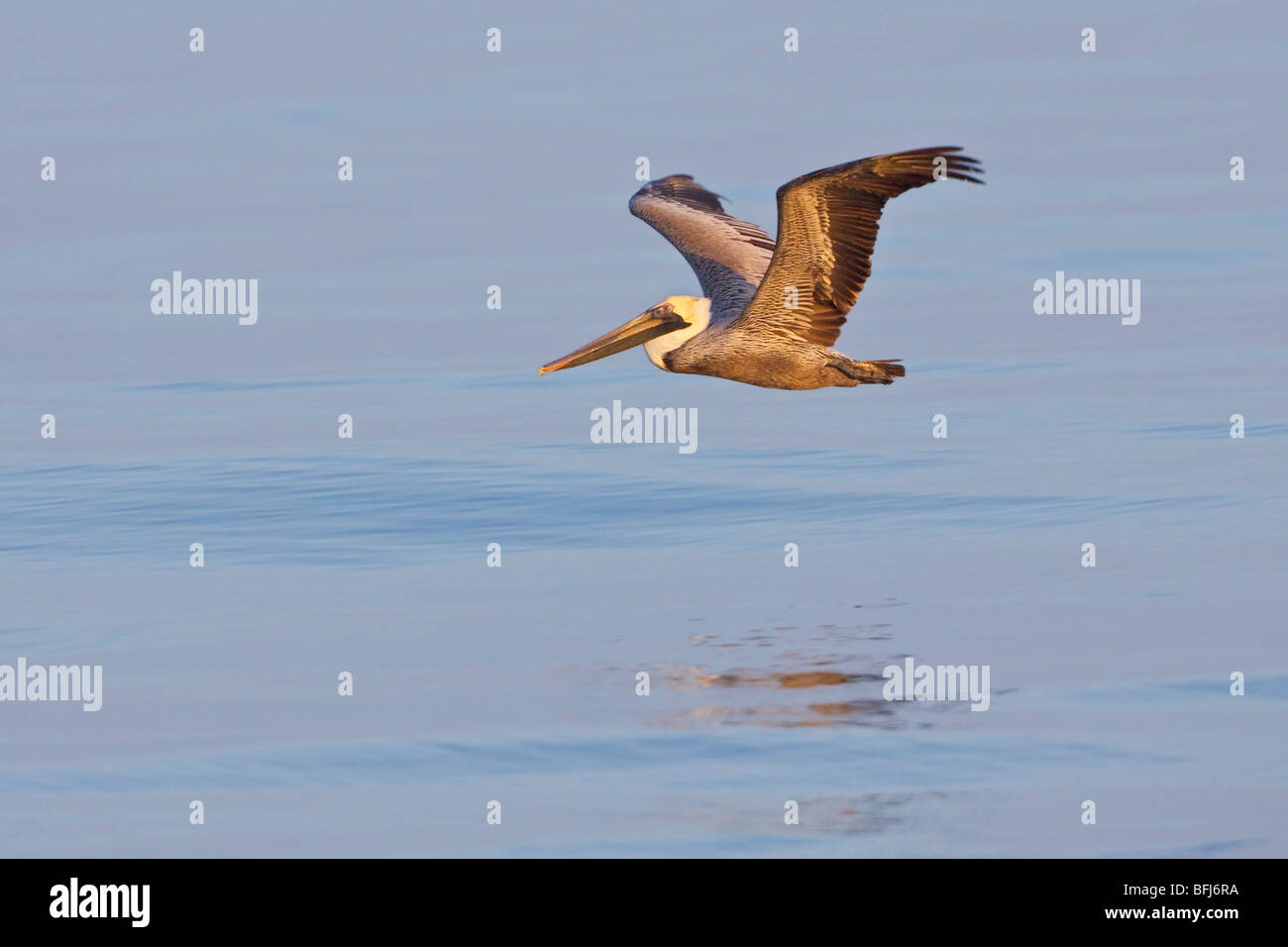 Pellicano marrone (Pelecanus occidentalis) alla ricerca di cibo durante il volo al largo delle coste del Ecuador. Foto Stock