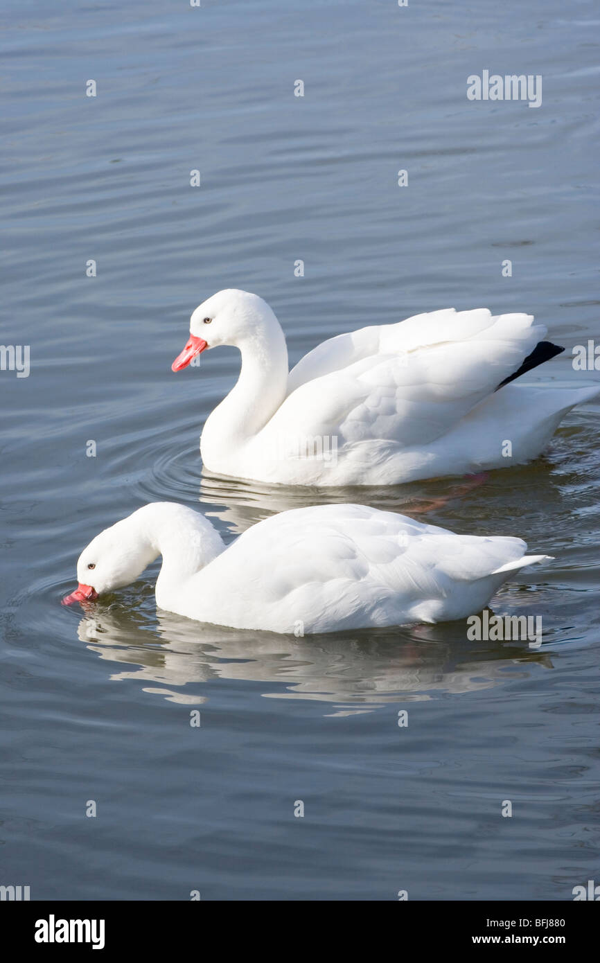 Coscoroba cigni (Coscoroba coscoroba). Foto Stock