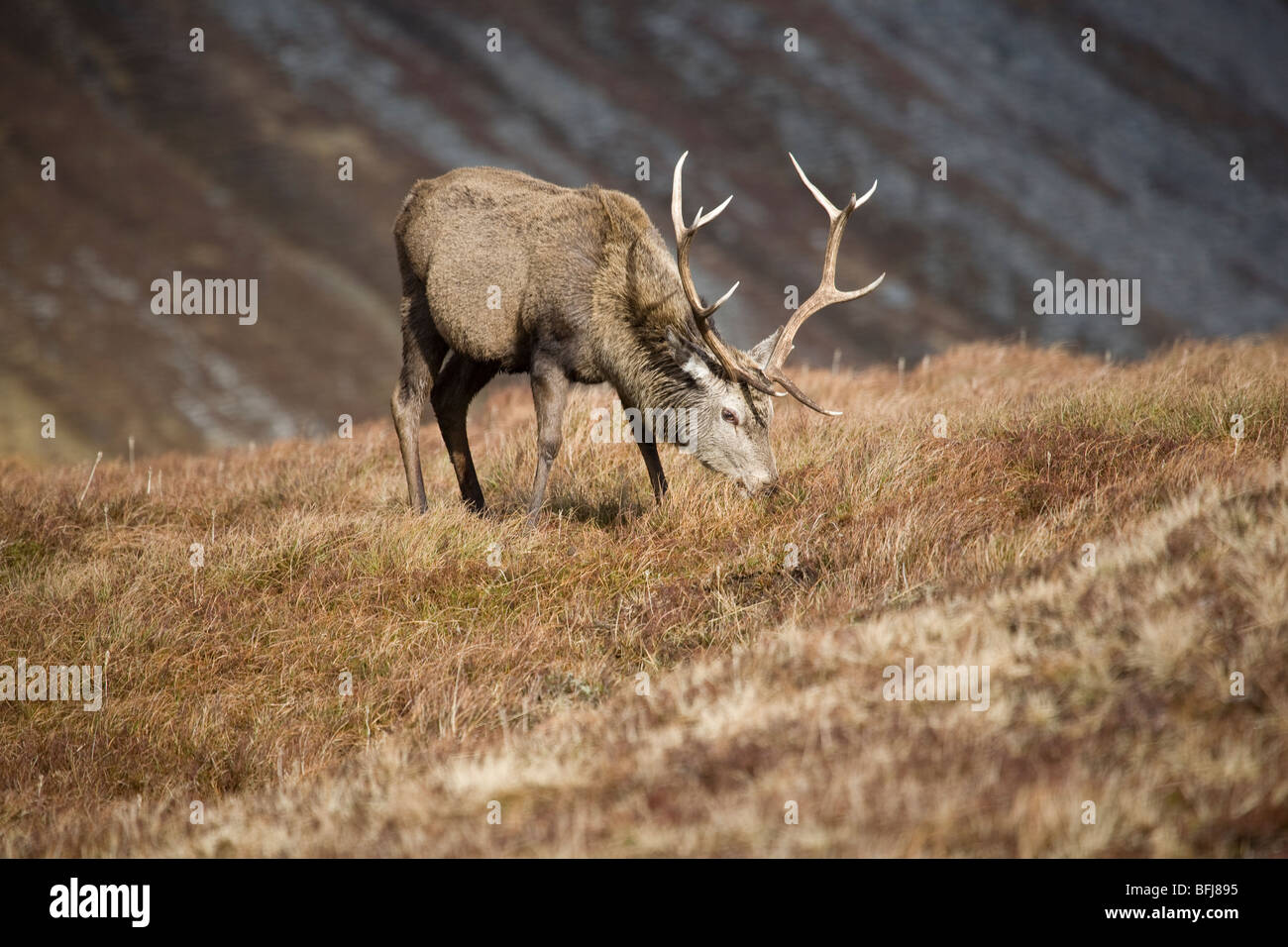 Red Deer cervo (Cervus elaphus)pascolando nelle Highlands scozzesi Foto Stock