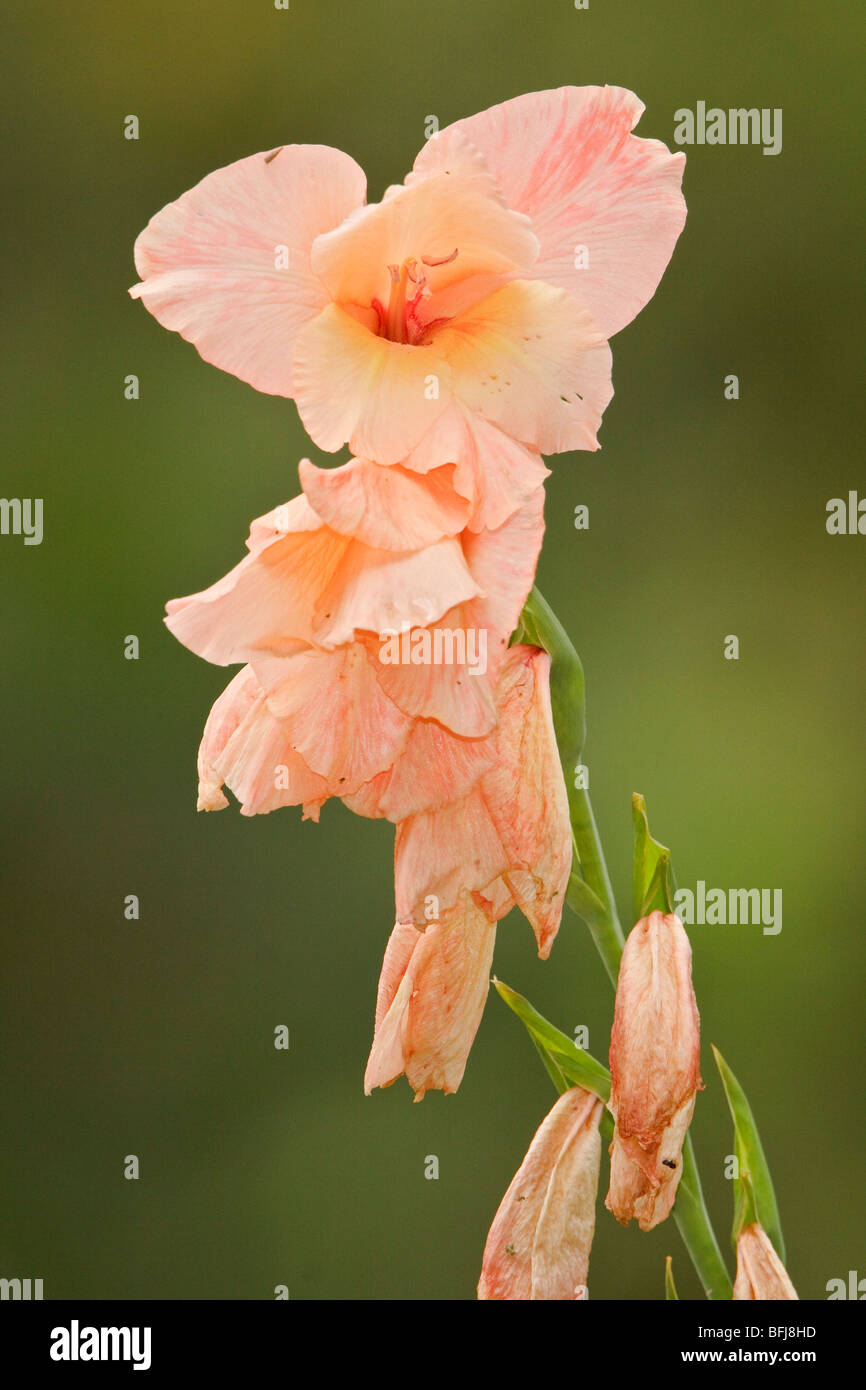 Un fiore in Ecuador. Foto Stock