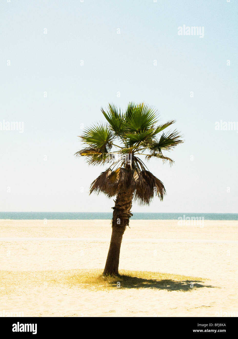 Un albero di palma su una spiaggia di Los Angeles, Stati Uniti d'America. Foto Stock