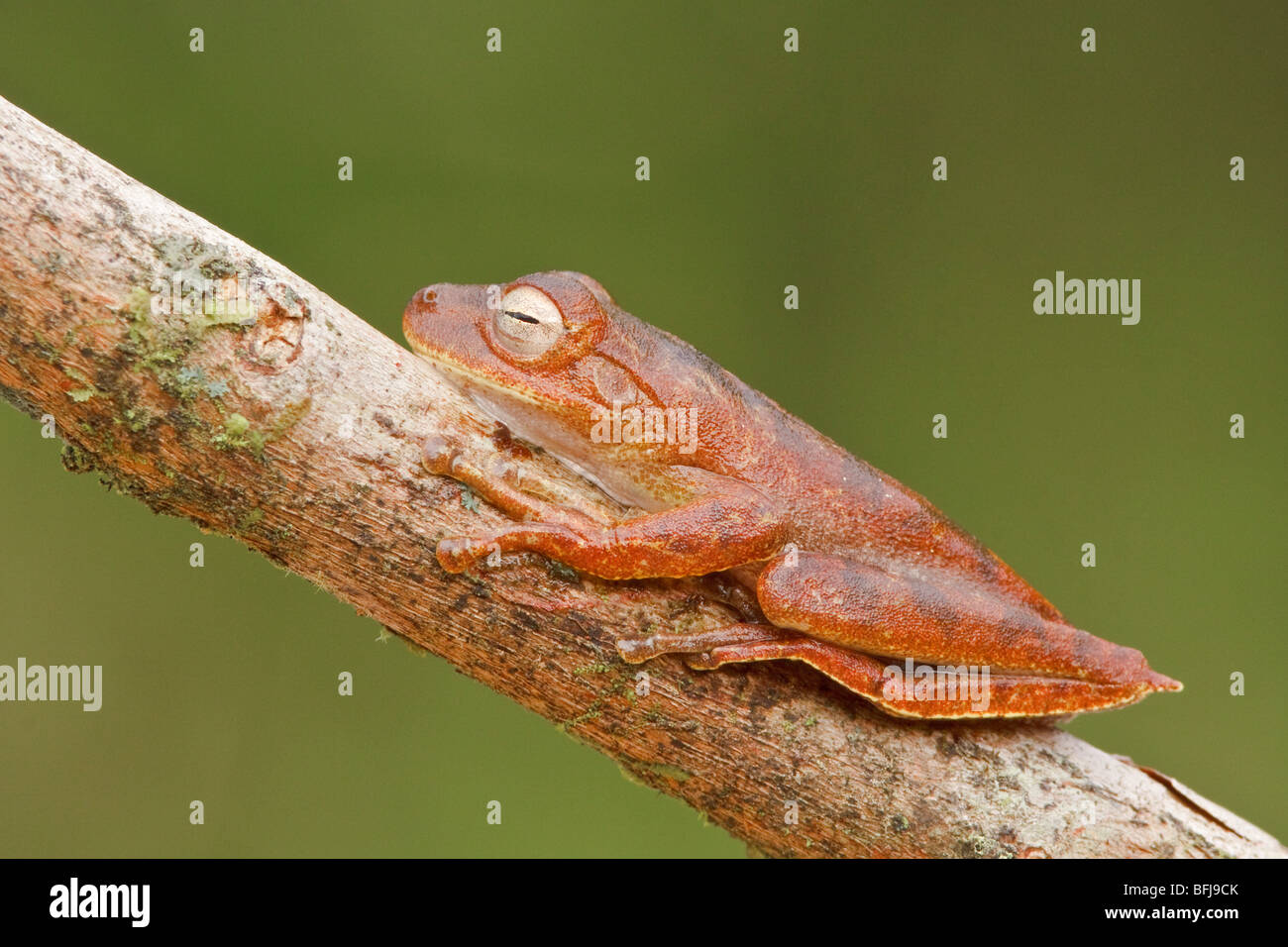 Una rana nel Parco Nazionale Podocarpus nel sud-est Ecuador. Foto Stock
