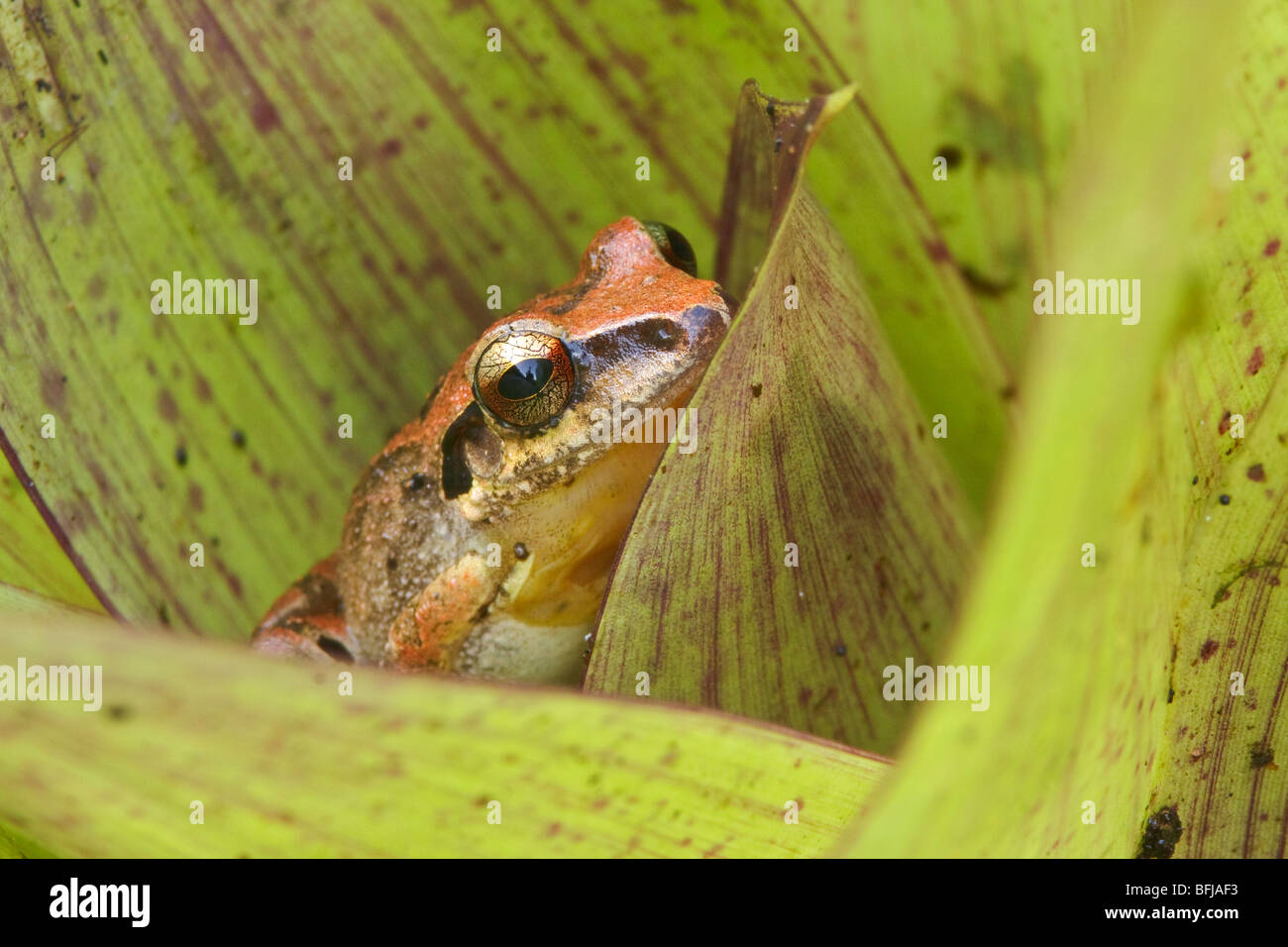 Un treefrog appollaiato su un bromeliad nella valle Tandayapa dell Ecuador. Foto Stock