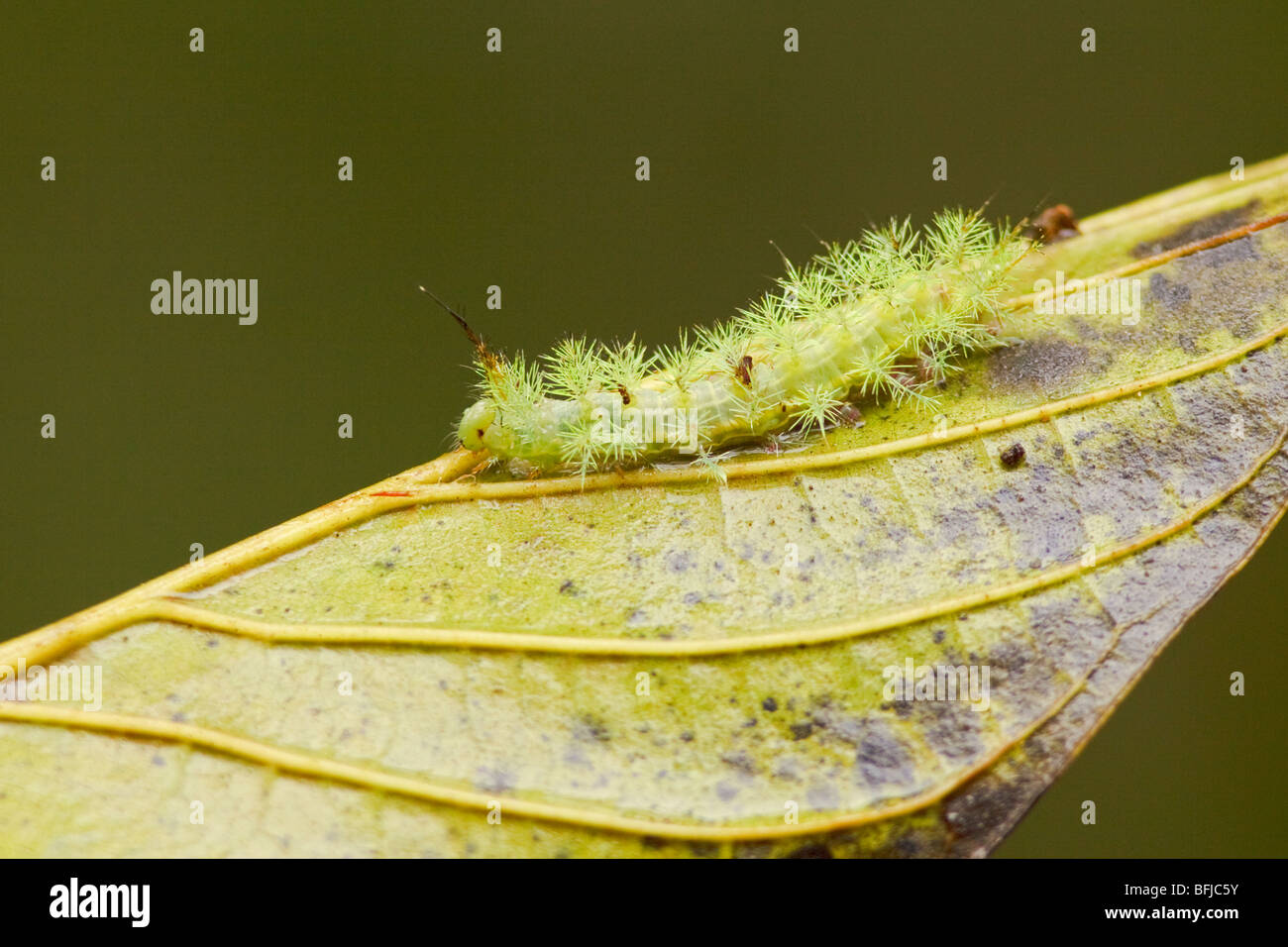 Un bruco nella valle Tandayapa dell Ecuador. Foto Stock