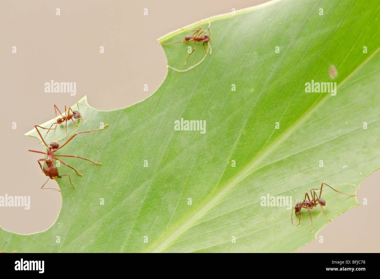 Leafcutter formiche lavorando su una foglia in Ecuador. Foto Stock