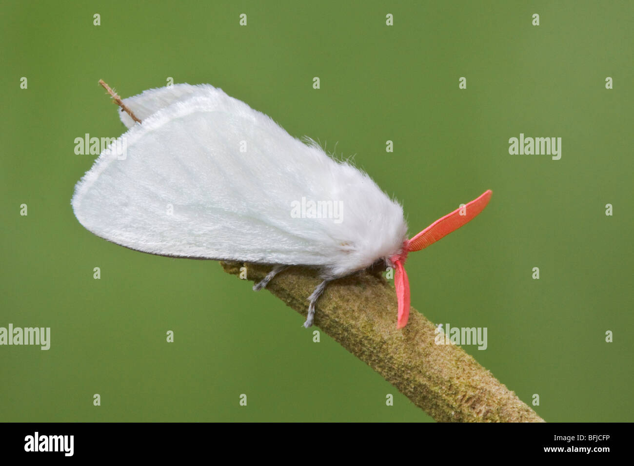 Una falena appollaiato su un ramo a Mindo Loma riserva nel nord-ovest in Ecuador. Foto Stock