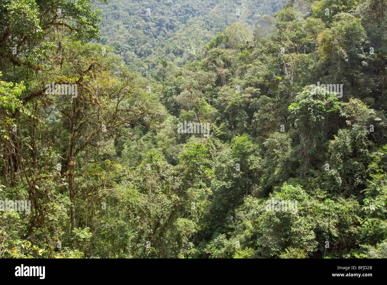 Una vista della foresta pluviale nel Parco Nazionale Podocarpus nel sud-est Ecuador. Foto Stock