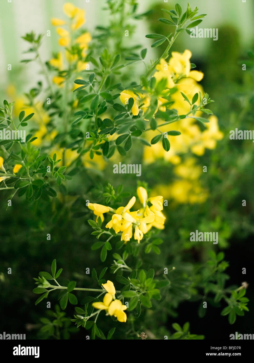 Fiori gialli in una cassetta per fiori, Svezia. Foto Stock