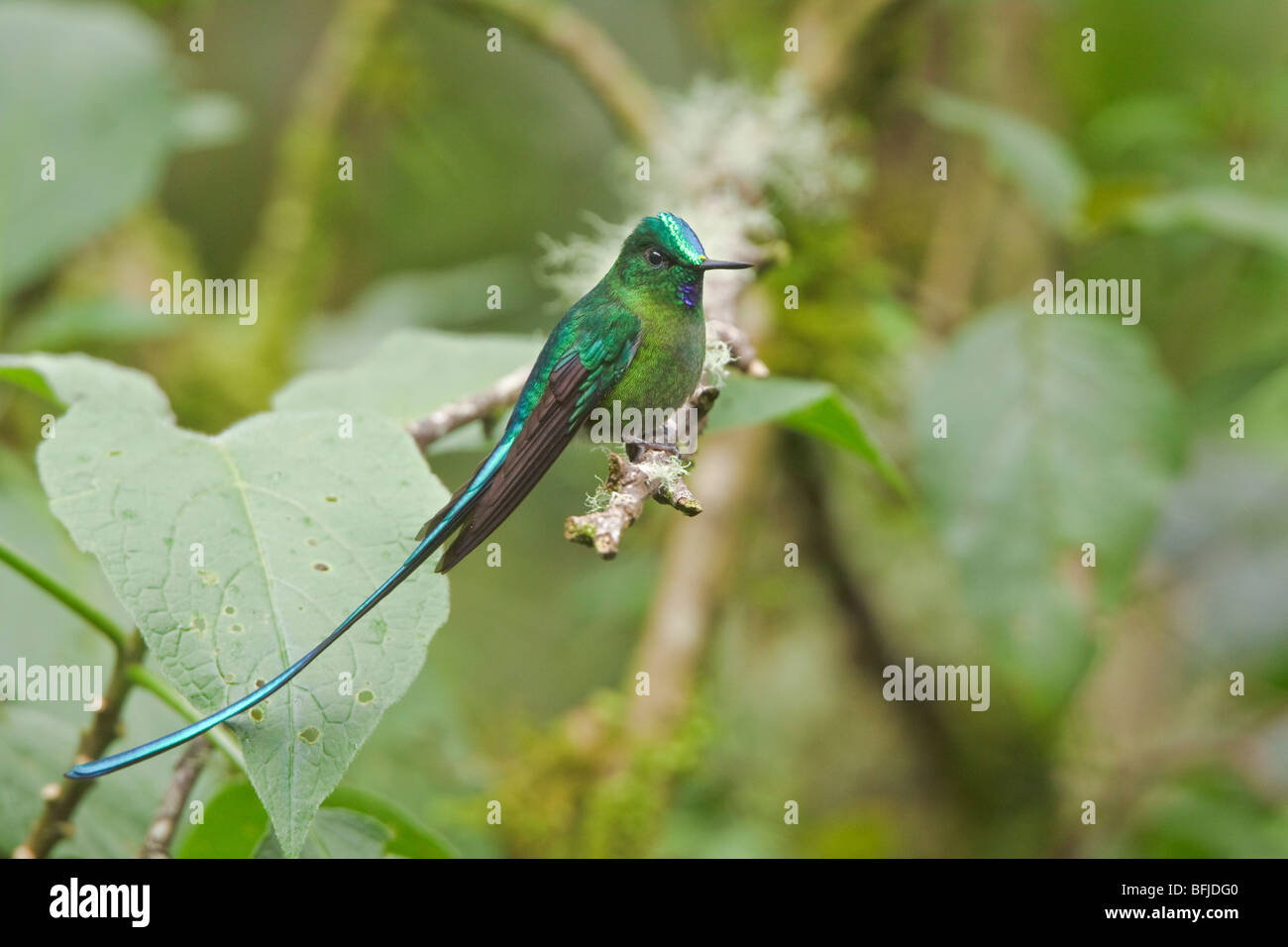 Long-tailed Sylph (Aglaiocercus kingi) appollaiato su un ramo vicino al papallacta passano nelle highlands centrali di Ecuador. Foto Stock