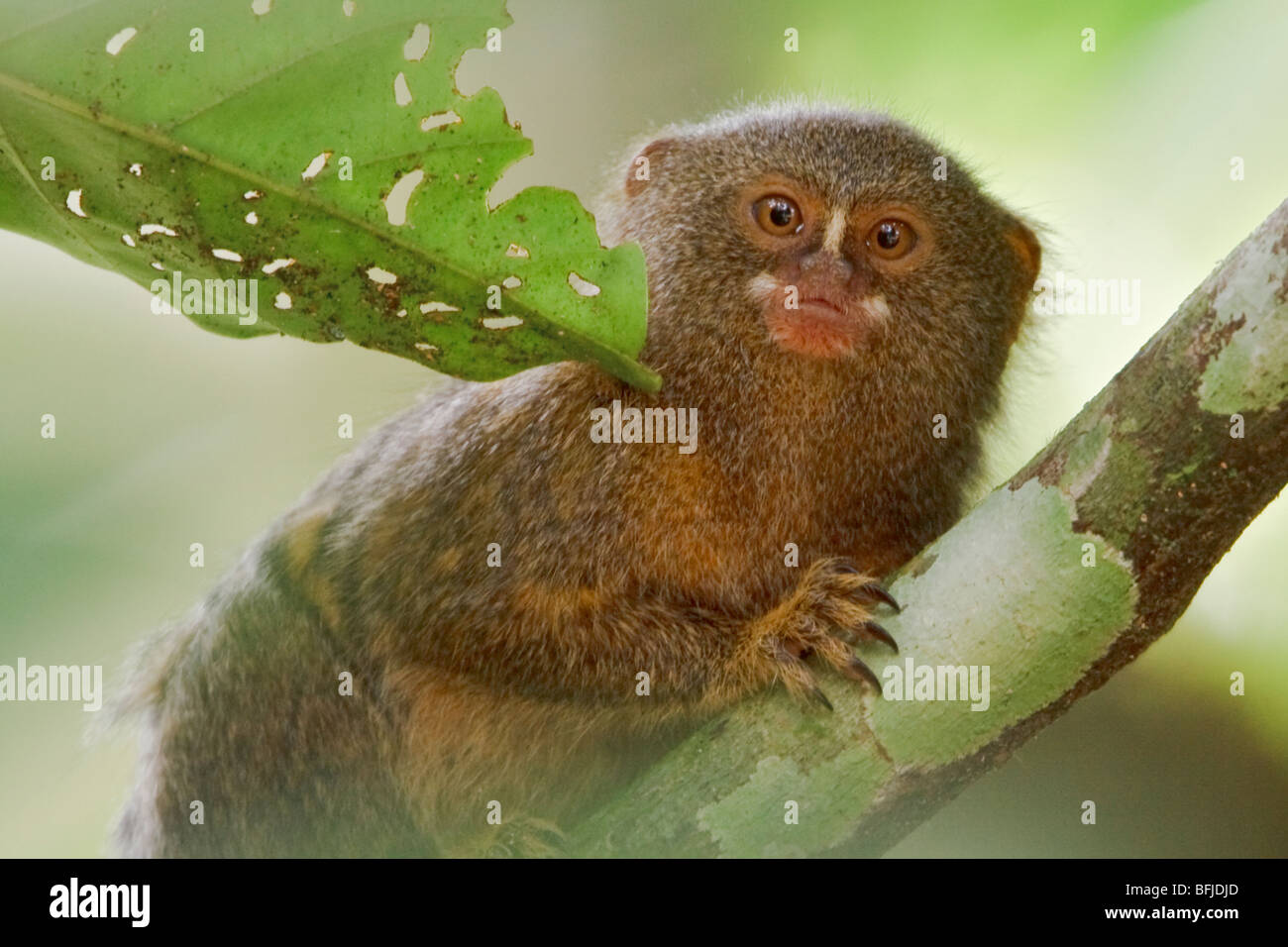 Una scimmia appollaiata in una struttura ad albero amazzonica in Ecuador. Foto Stock