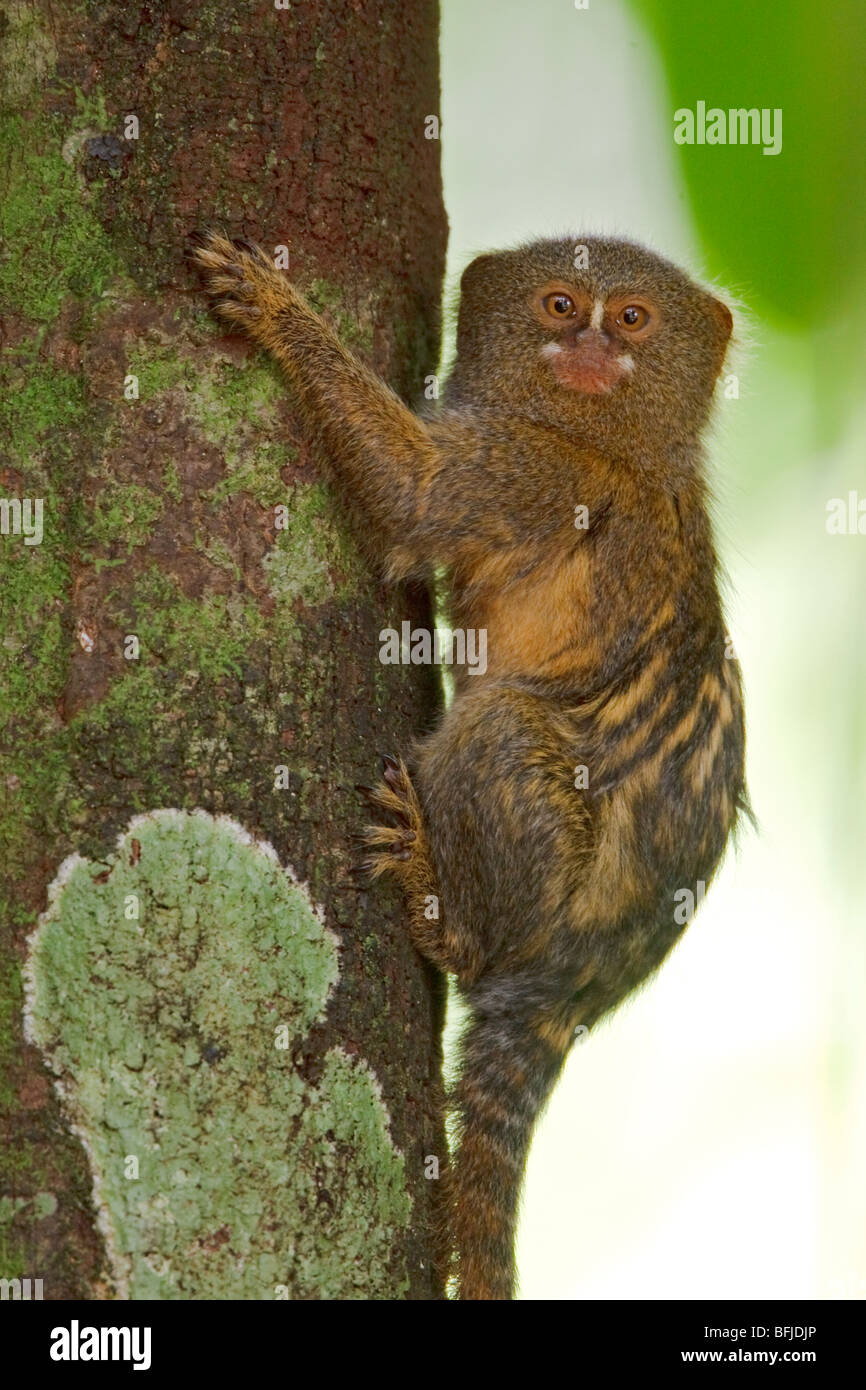 Una scimmia appollaiata in una struttura ad albero amazzonica in Ecuador. Foto Stock