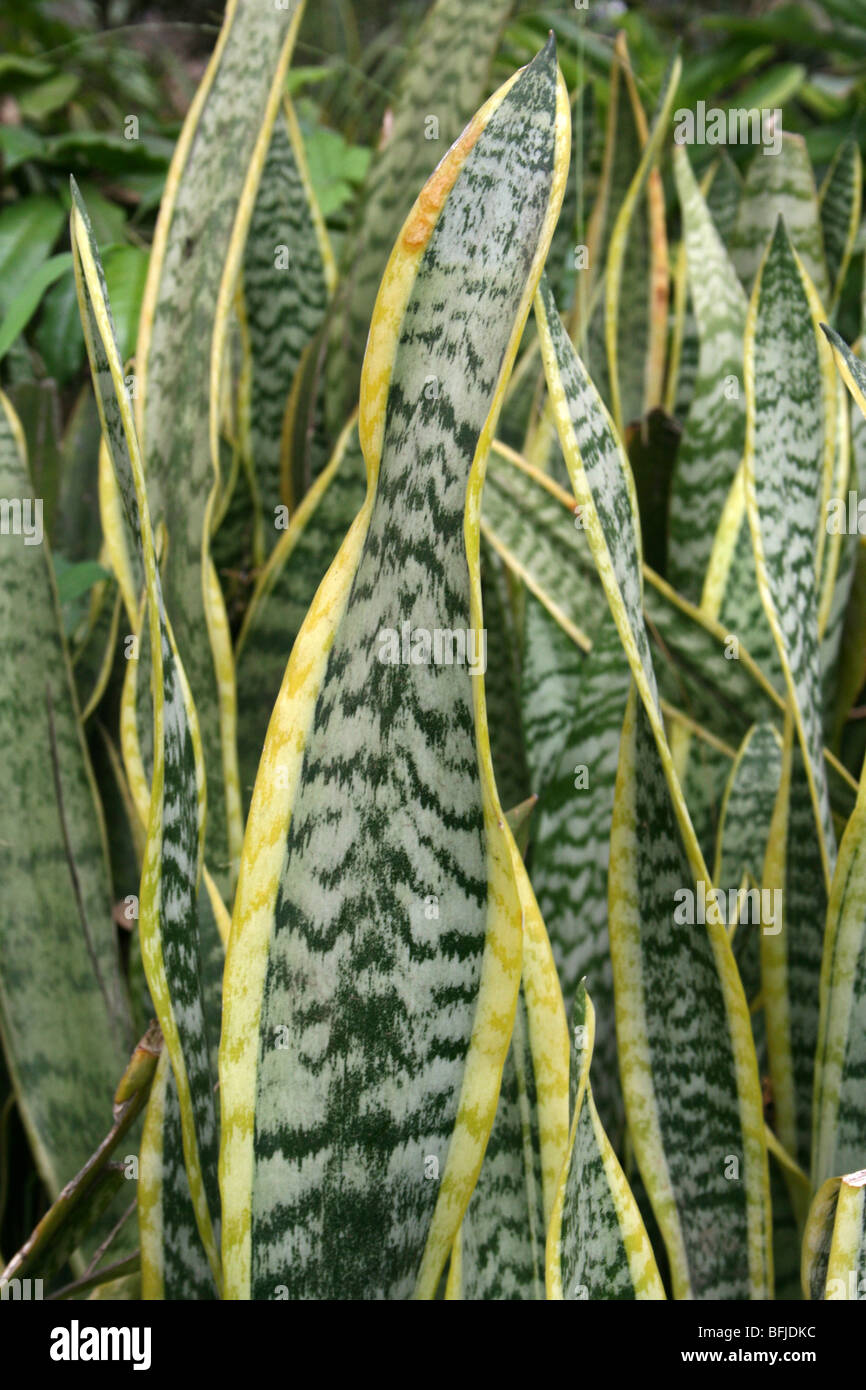 Variegata di foglie di Mother-In-legge la linguetta Sansevieria trifasciata, presi in Arusha, Tanzania Foto Stock