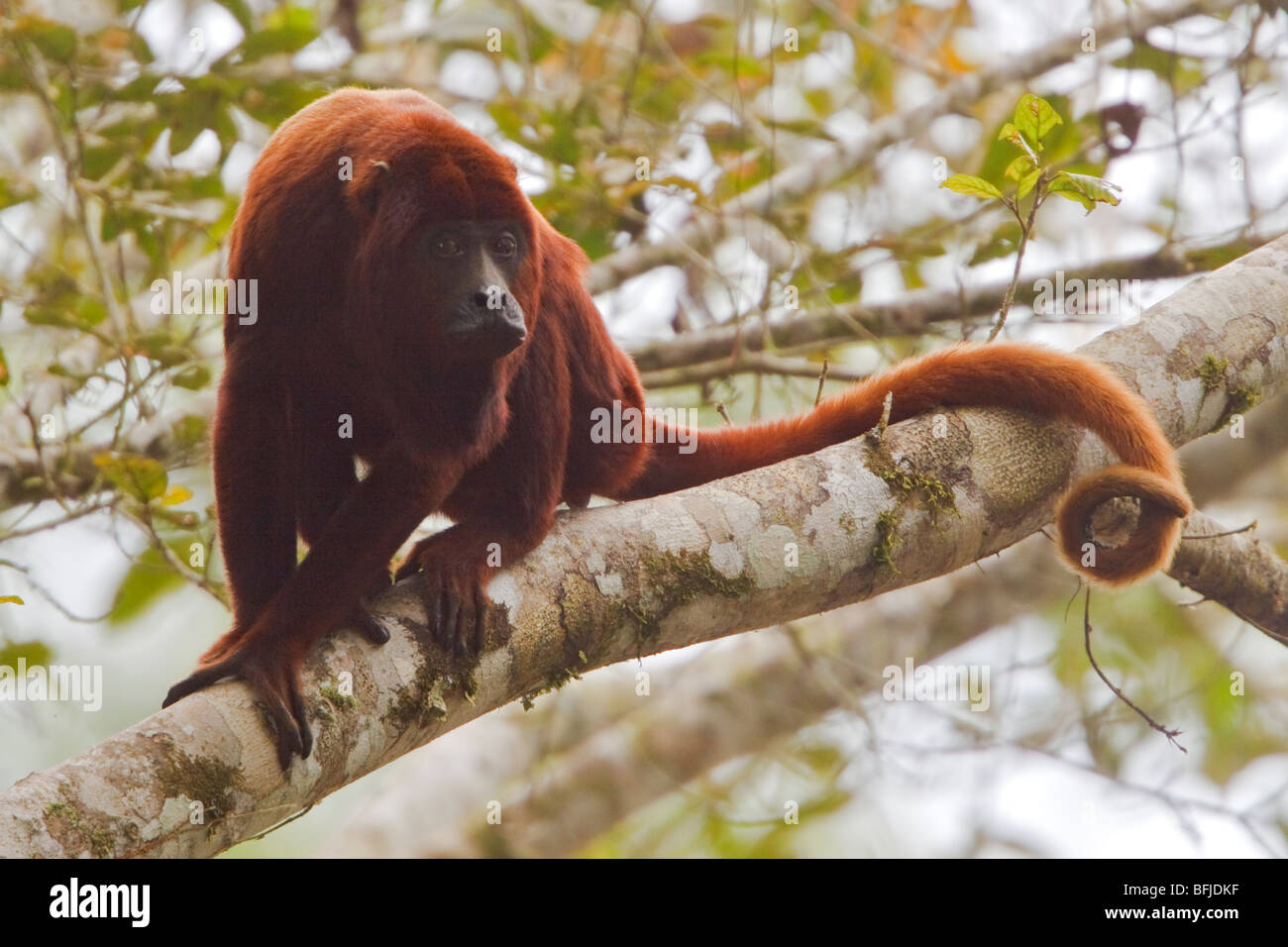 Una scimmia appollaiata in una struttura ad albero amazzonica in Ecuador. Foto Stock