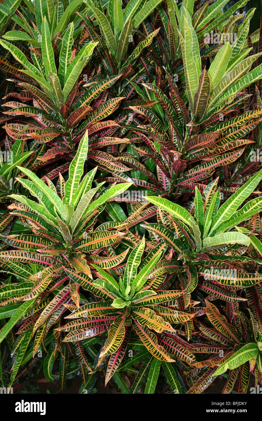 Variegata di foglie di Croton Codiaeum variegatum presi in Karatu, Tanzania Foto Stock