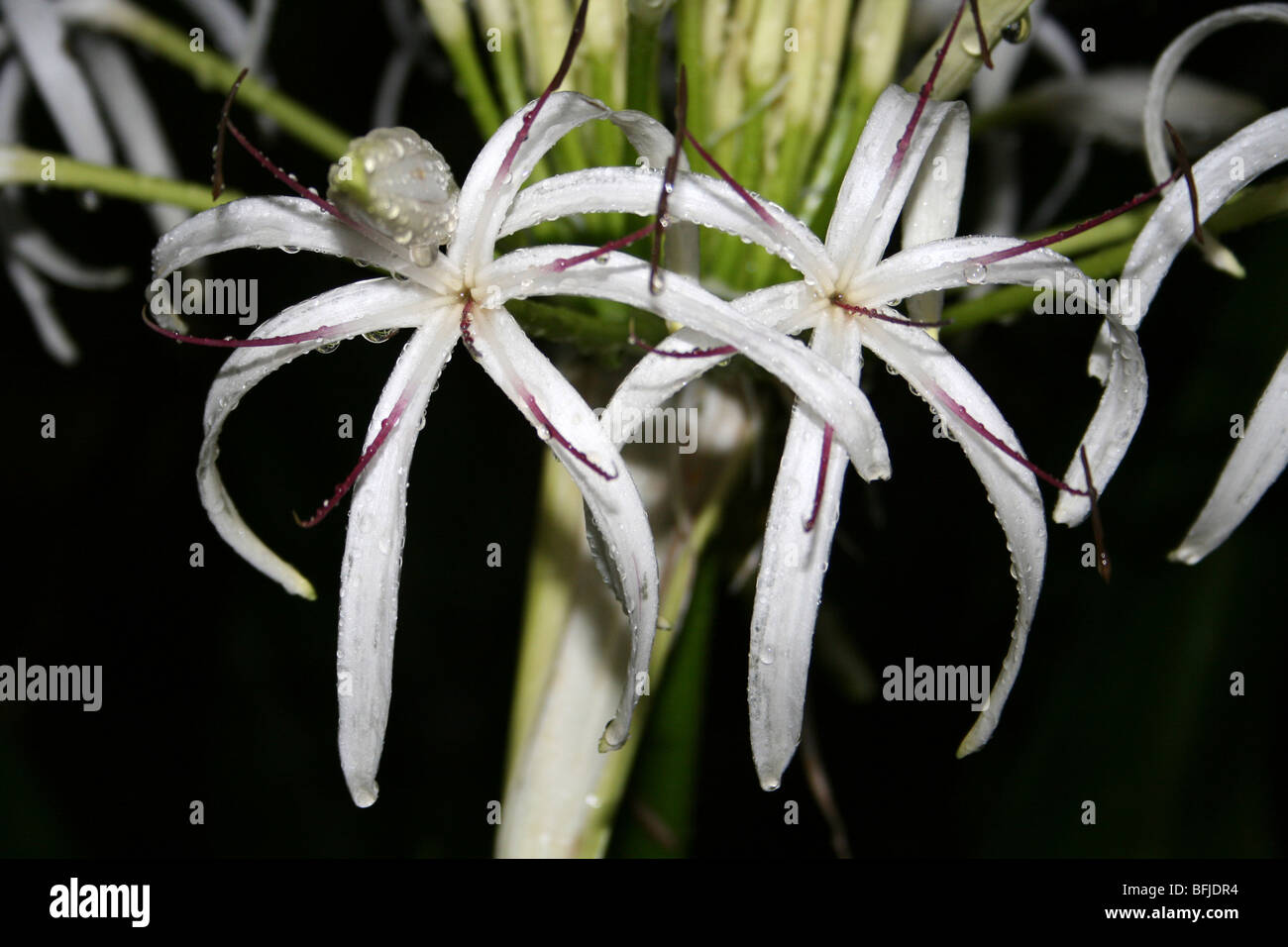 Swamp Lily Crinum politifolium prese nella stessa, Tanzania Foto Stock