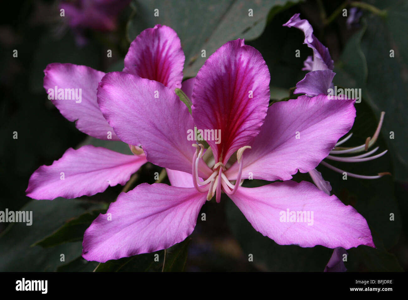 Struttura Orchid Flower Bauhinia sp. Prese ad Arusha in Tanzania Foto Stock