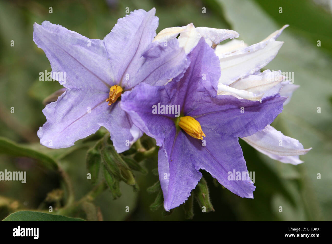 Stella gigantesca struttura di patate fiori Solanum macranthum, nativo del Brasile. Prese ad Arusha in Tanzania Foto Stock