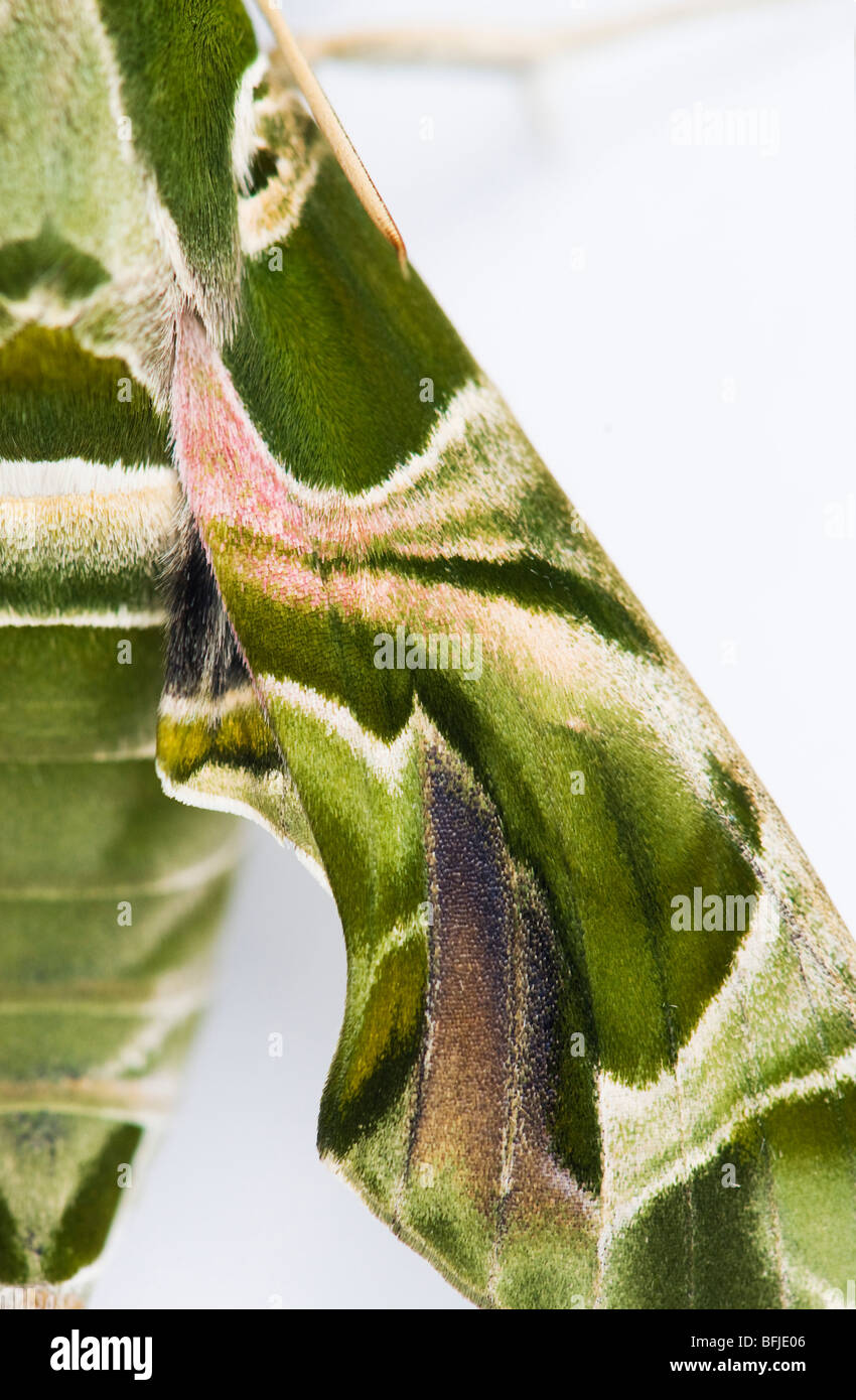 Oleandro Hawk moth, Daphnis nerii. Abstract camouflage pattern di parafango Foto Stock