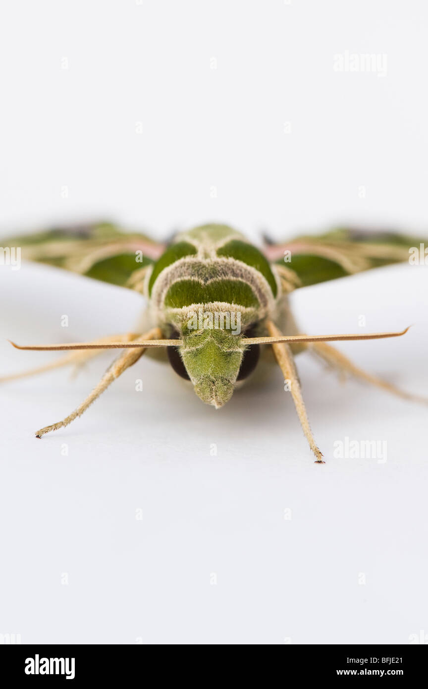 Daphnis nerii. Oleandro Hawk moth su sfondo bianco Foto Stock