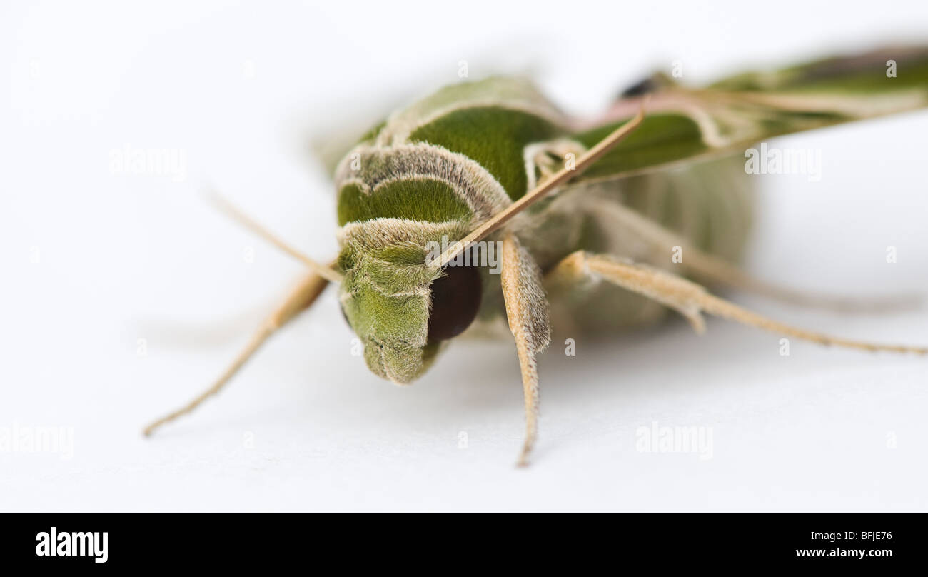Daphnis nerii. Oleandro Hawk moth su sfondo bianco Foto Stock