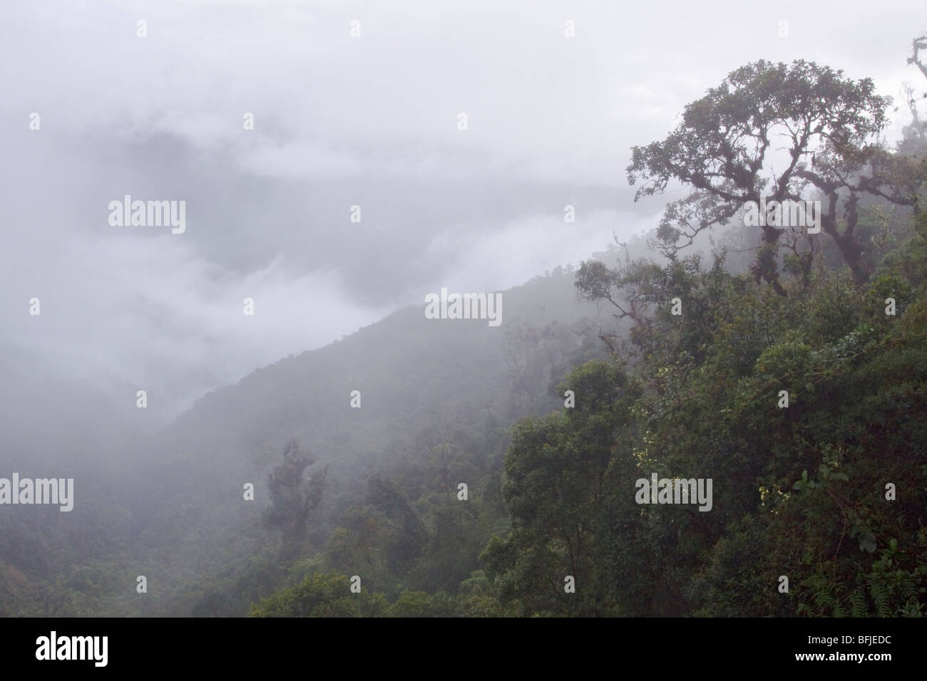 Una vista panoramica della cloudforest dalla riserva Tapichalaca nel sud-est Ecuador. Foto Stock