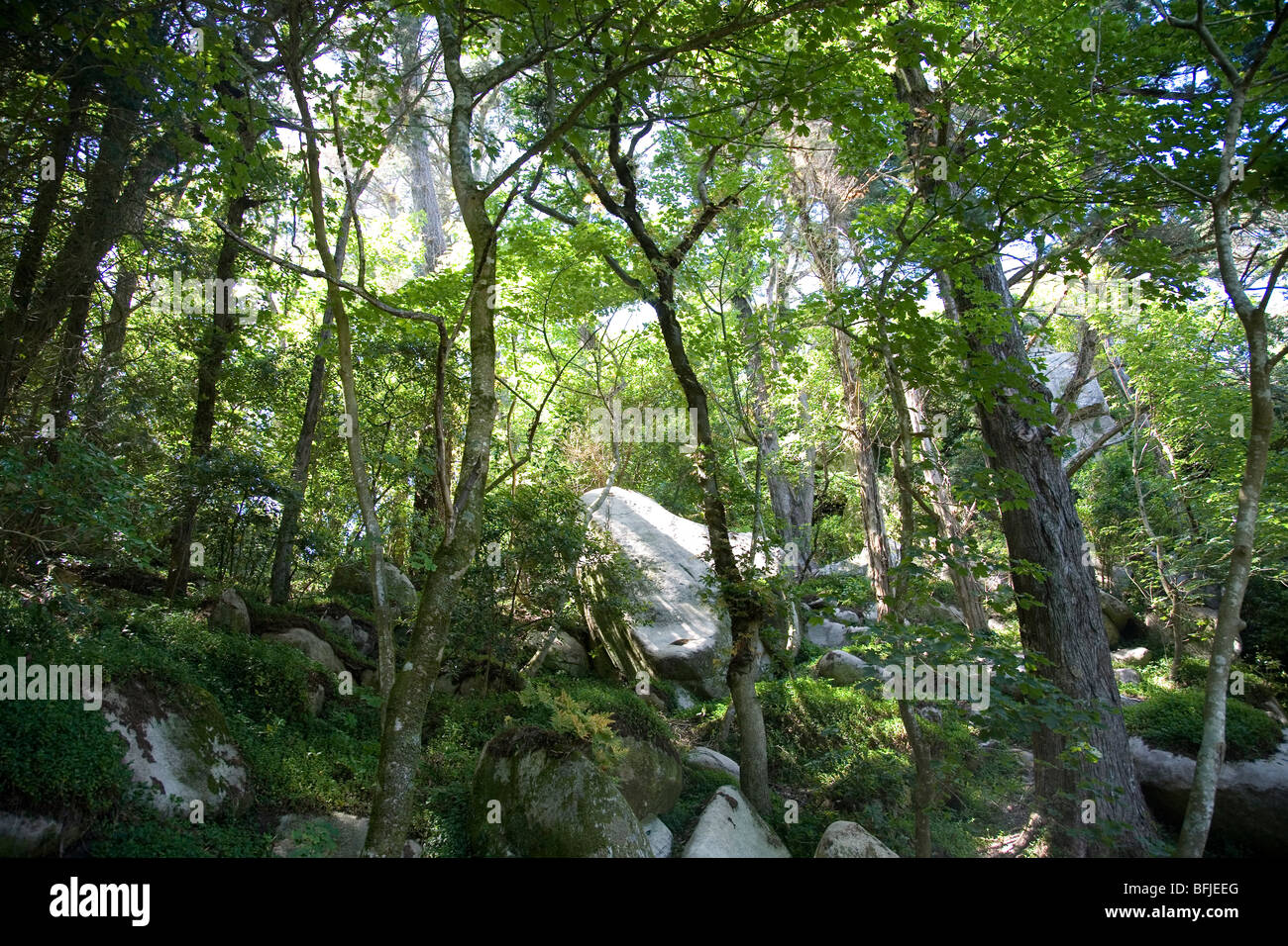 I boschi della Foresta di Sintra, Lisbona - Portogallo Foto Stock