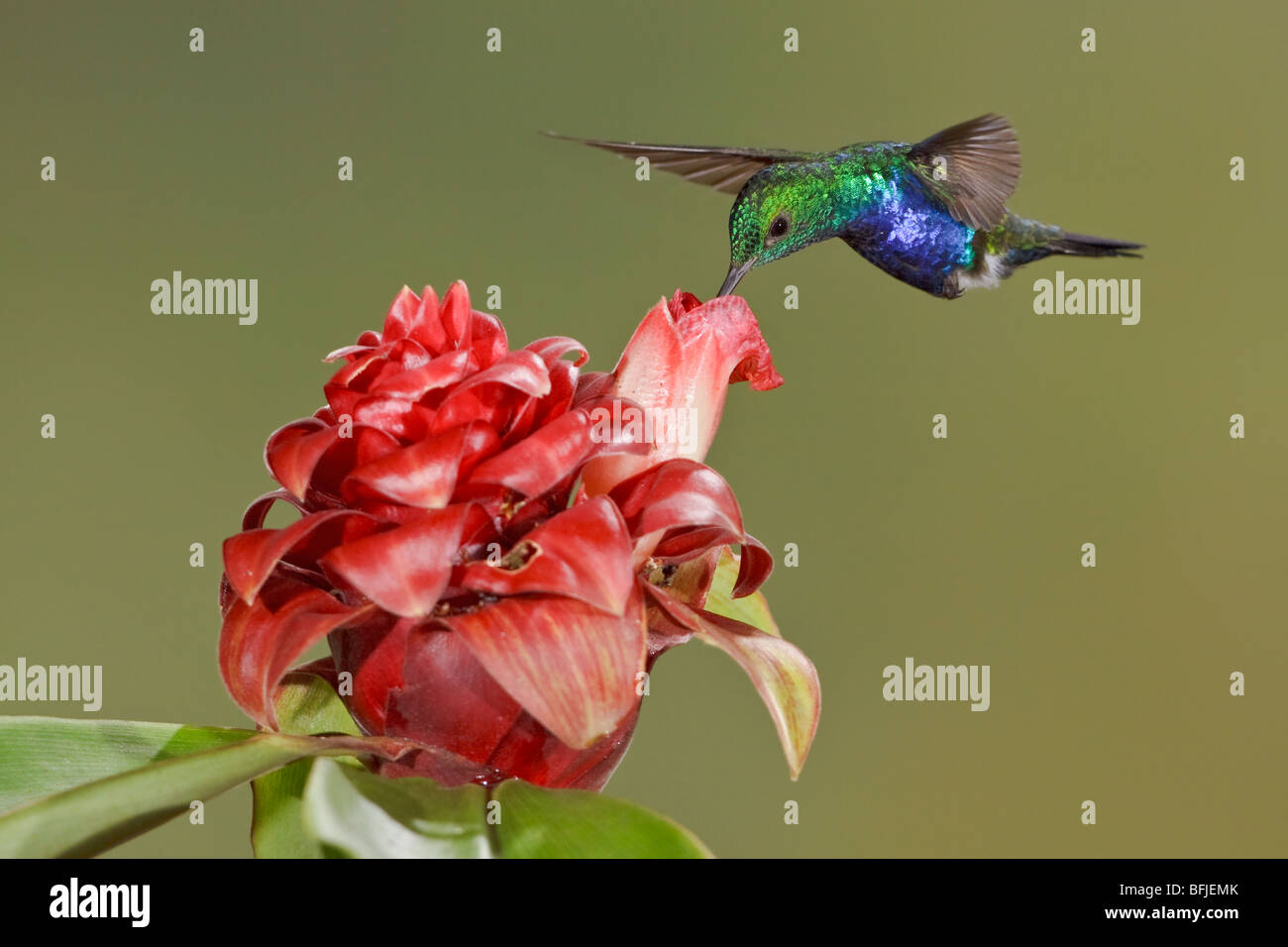 Violetta di ventre (Hummingbird Damophila julie) alimentando ad un fiore durante il volo a Bueneventura Lodge nel sud-ovest dell'Ecuador. Foto Stock
