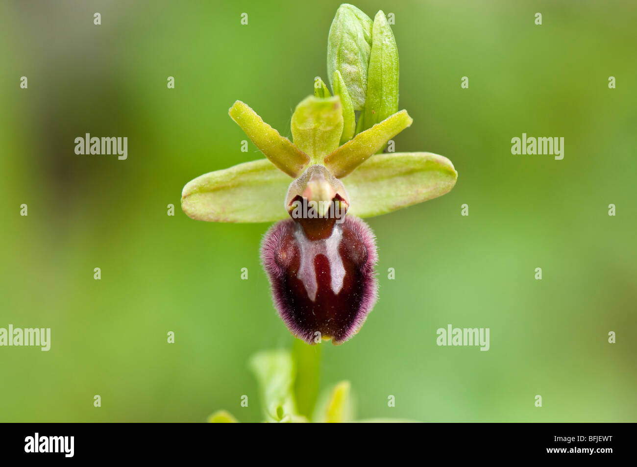 Große Spinnen-Ragwurz (Ophrys sphegodes) - primi spider orchid Foto Stock